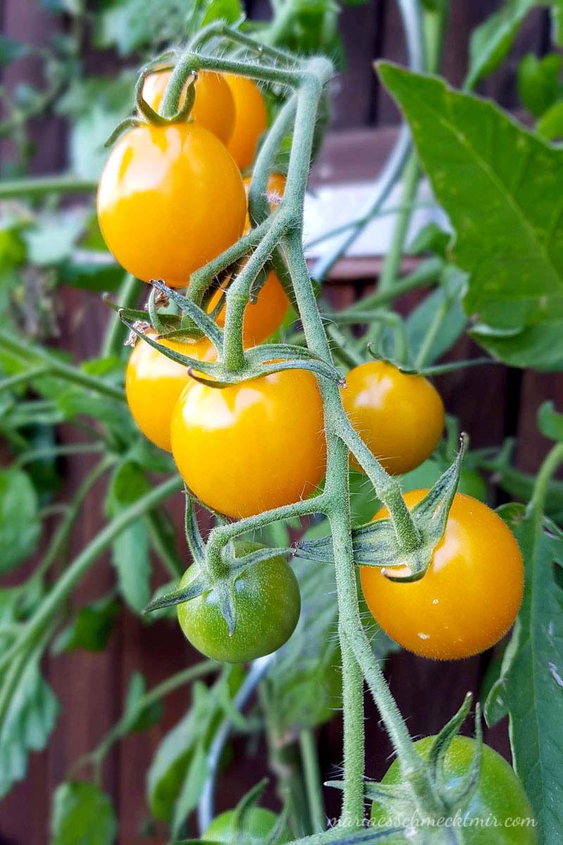 Tomaten für Gazpacho Rezept