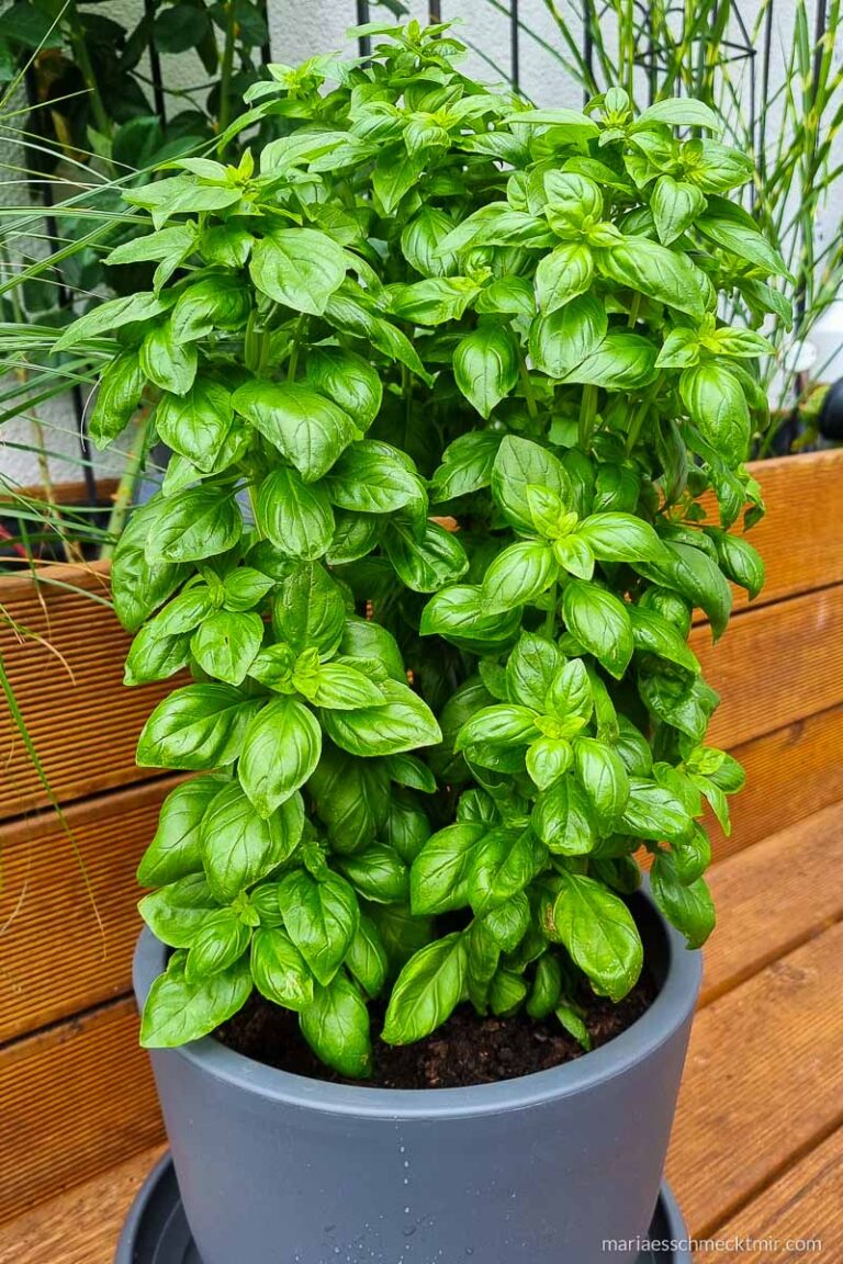 Klassisches Pesto alla Genovese