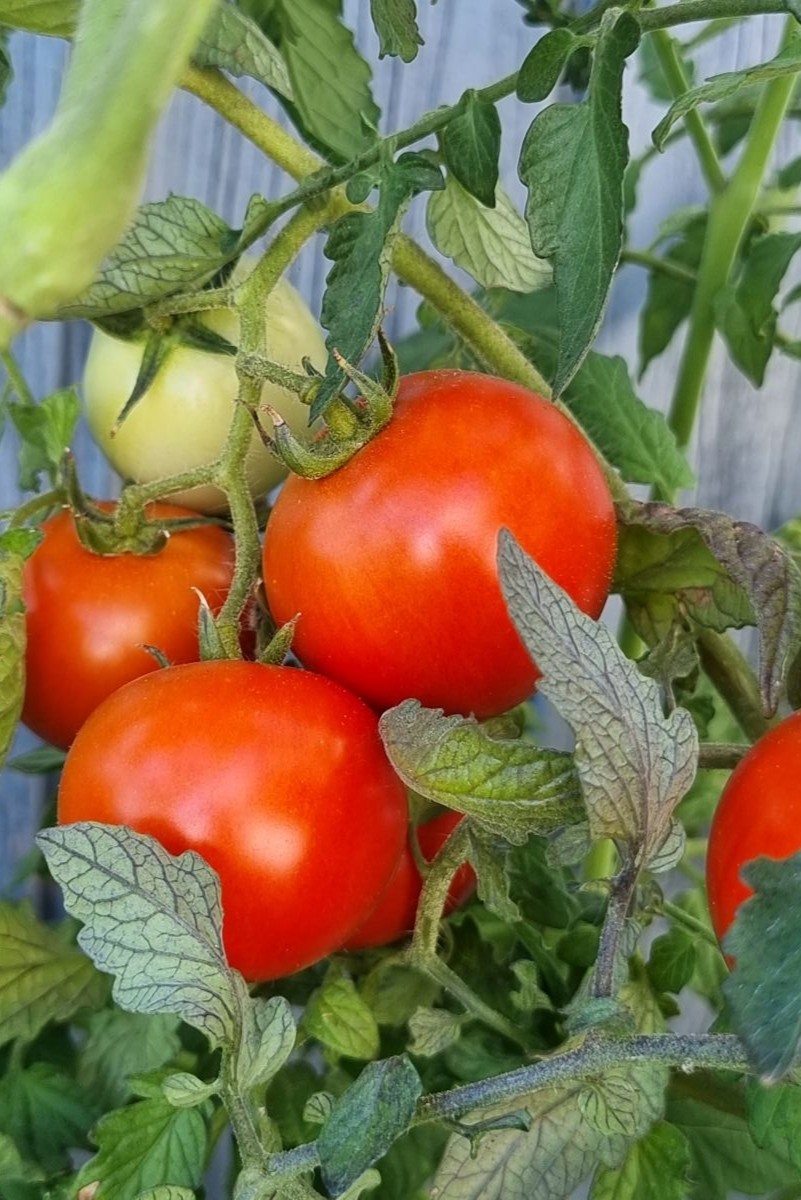 Tomaten am Strauch