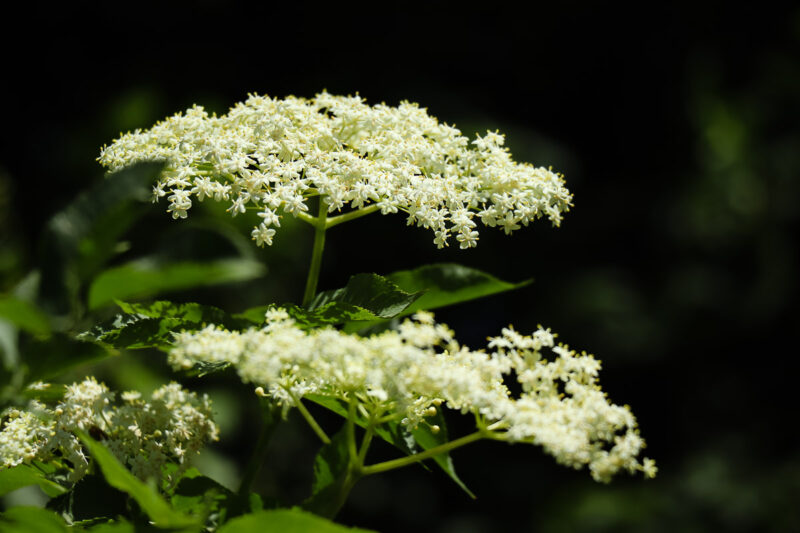 Holunderblüten