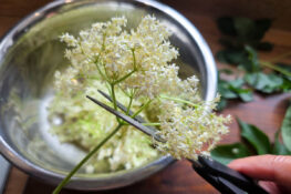 Holunderblüten abschneiden für das Holunderblütengelee